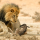 Illustration for article titled Wildlife Photo Contest Shows Nature Can Be Cruel—But Also Kind